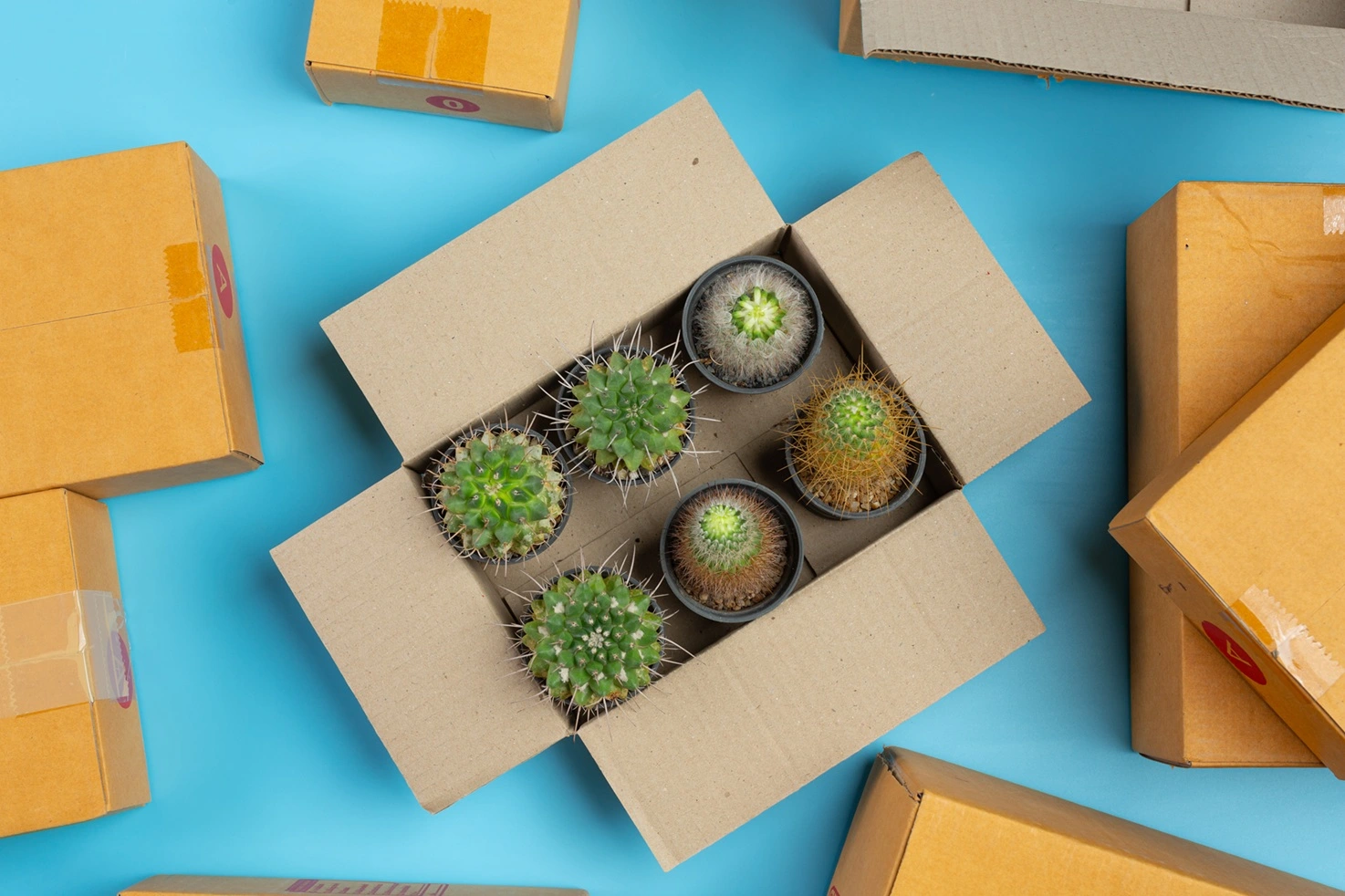 box-with-cactus-blue-surface